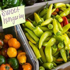 Gli elementi vegetali indispensabili