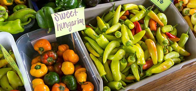 Gli elementi vegetali indispensabili Gli elementi vegetali indispensabili
